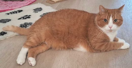 Hauskatze, orange-weiß