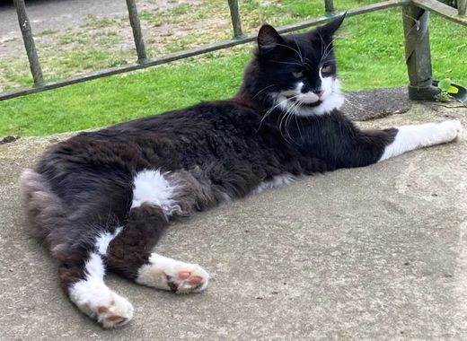 Langhaarkatze-Mix, schwarz mit weißen Abz.