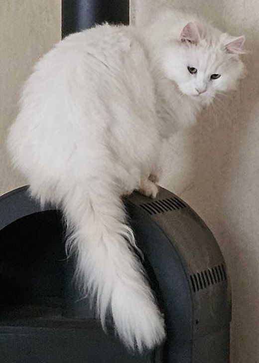 Maine Coon, weiß
