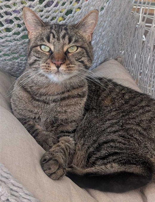 Norwegische Waldkatze-Europäisch Kurzhaar-Mix, grau getigert rotbraun