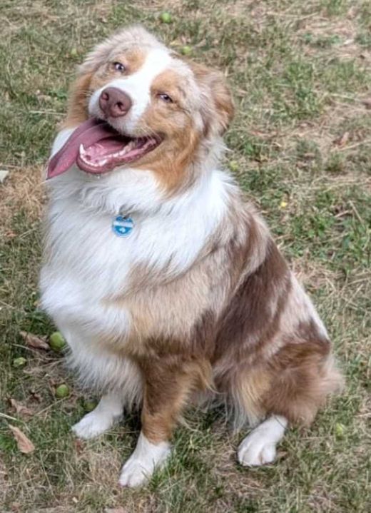 Australian Shepherd, braun-weiß