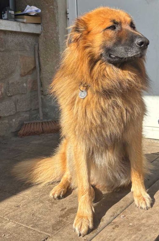 Harzer Fuchs, fuchs hellbraun