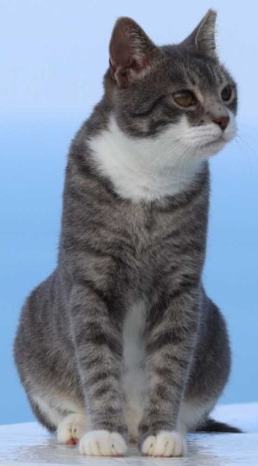 Domestic Shorthair, grey-black with white