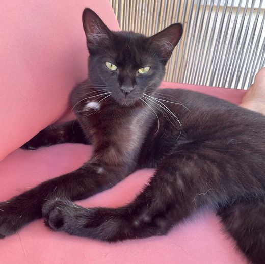 Don Sphynx, schwarz