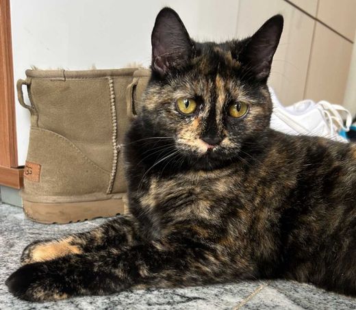 Hauskatze, schildpatt schw.-braun
