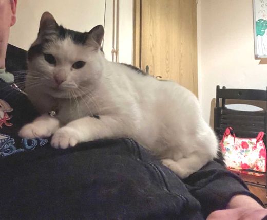 Hauskatze, weiß-schwarz