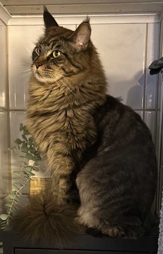 Maine Coon, schwarz-braun getigert