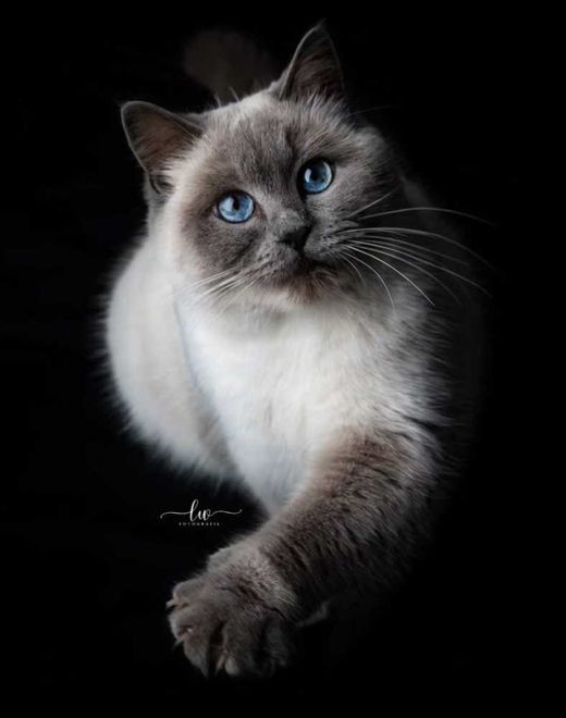 Ragdoll-BKH-Mix, creme dunkel grau