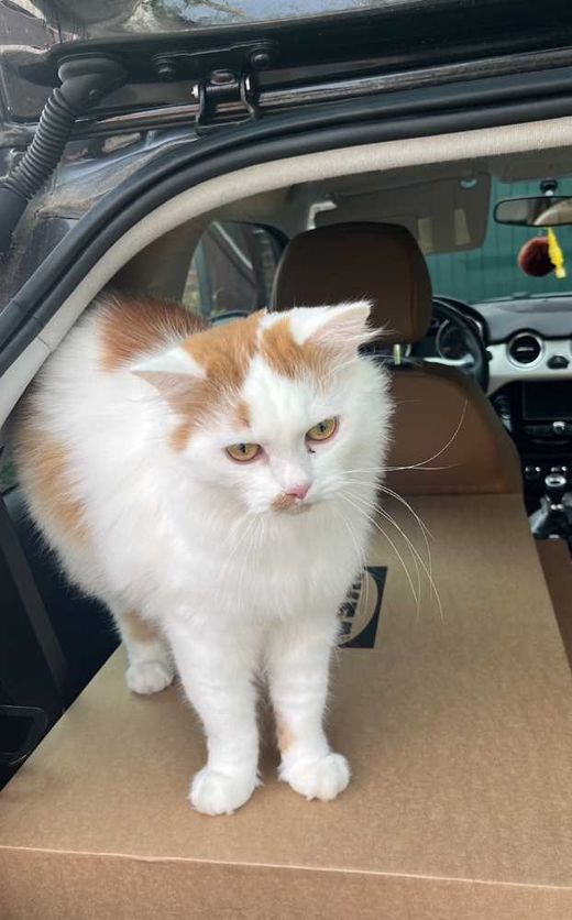 Perserkatze-Mix, weiß orange