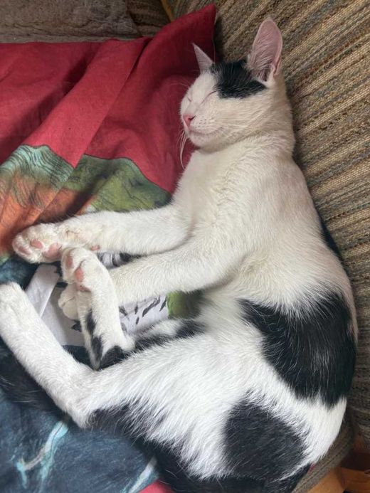Hauskatze, schwarz-weiß