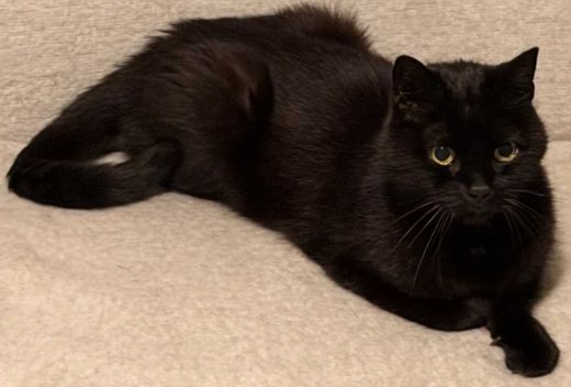 Mischling, schwarz