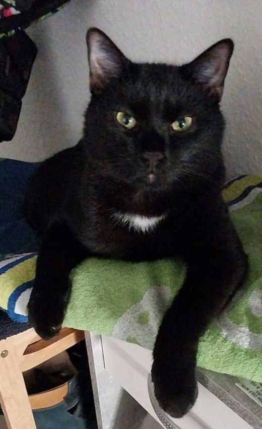 Mischling, schwarz