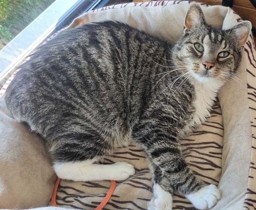 Hauskatze, grau getigert mit weiß