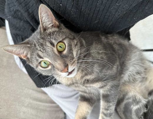 Europäisch Kurzhaar-Bengal Cat-Mix, grau-schwarz-weiß