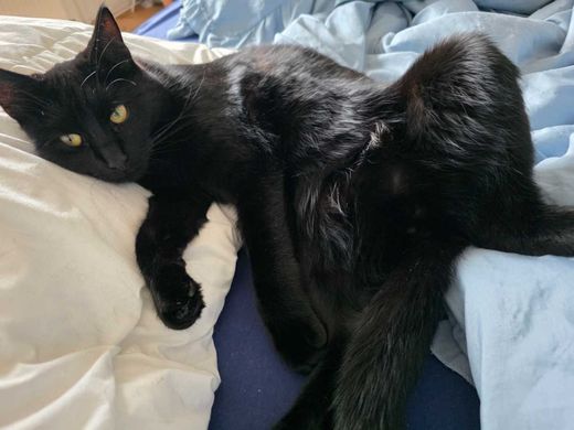 Hauskatze-Mix, schwarz