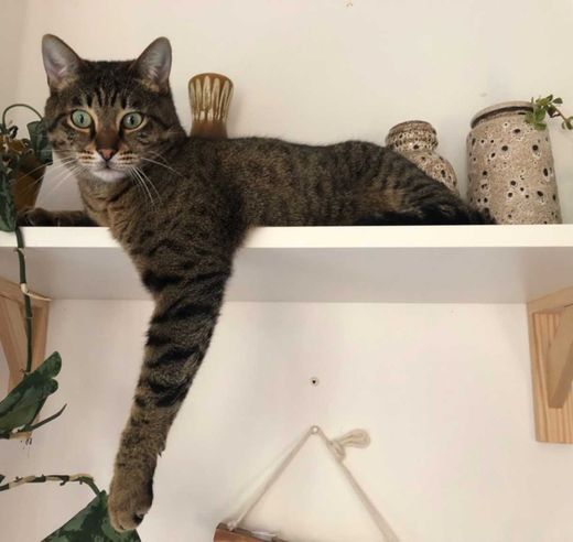 Savannah-Cat, grau-braun