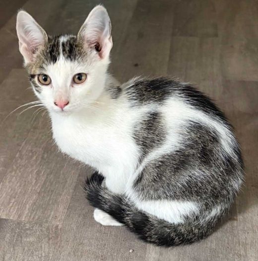 hauskatze, weiß mit getigerten Abz
