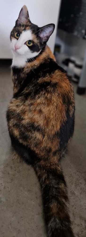 Hauskatze, tricolor