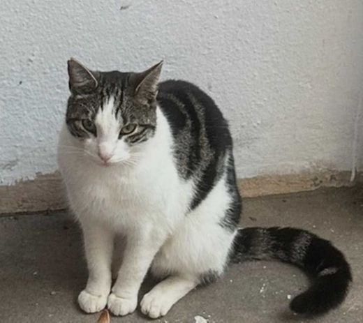 Europäisch Kurzhaar, Graugetigert Weiß