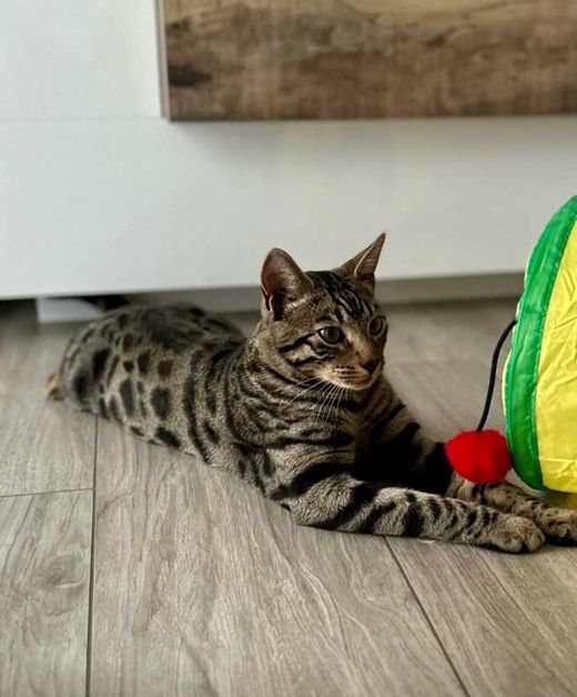 Bengal Cat, grau-schwarz