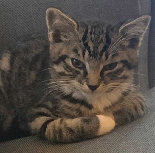 Hauskatze, getigert