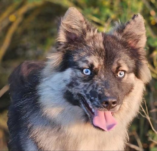 Elo-Australian Shepherd-Mix, blue-merle