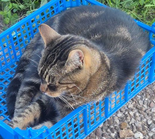 Hauskatze, grau-schwarz