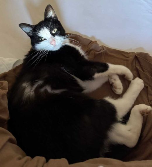 Europäisch Kurzhaar, schwarz mit weiß Tuxedo