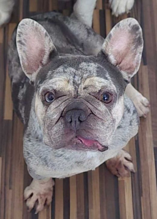 Französische Bulldogge, merle