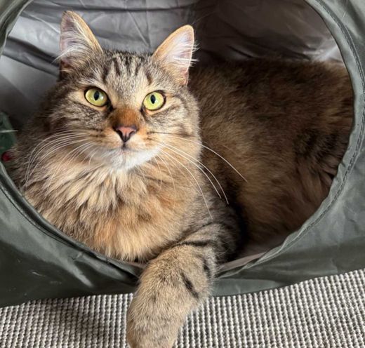 Maine Coon-Mix, hell getigert