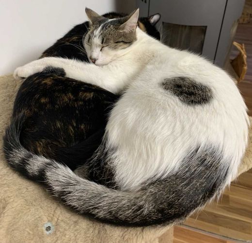 Hauskatze, weiß-grau