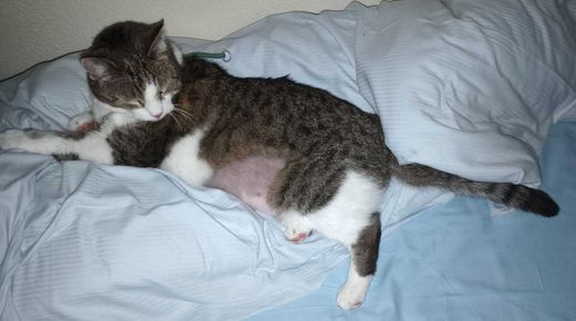 Hauskatze, gestromt-scheckung