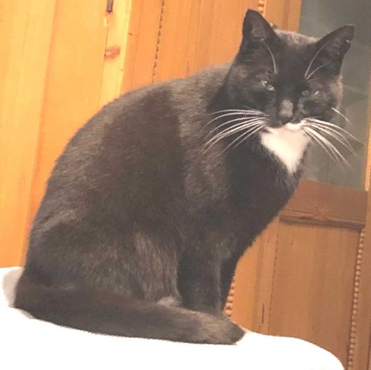 Mischling, schwarz
