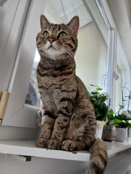 Bengal Cat-Britisch Kurzhaar-Mix, braun-grau-gestreift
