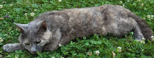 Kartäuserkatze-Mix, grau-beige