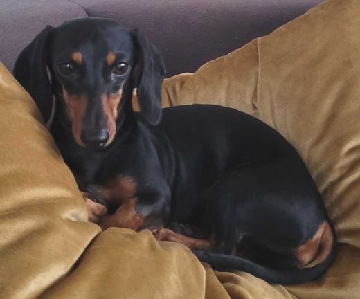 Dachshund, schwarz-braun