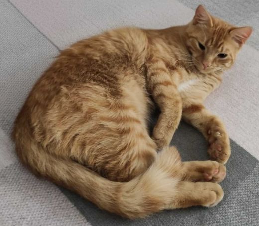 Europäisch Kurzhaar, rot-orange getigert