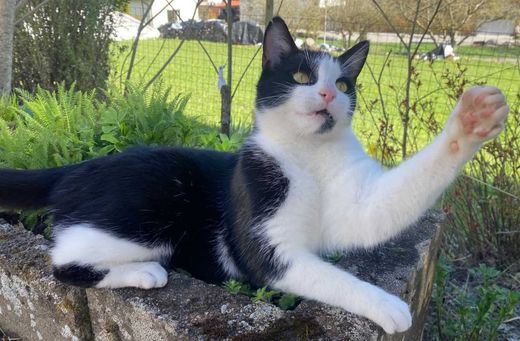 Mischling, schwarz