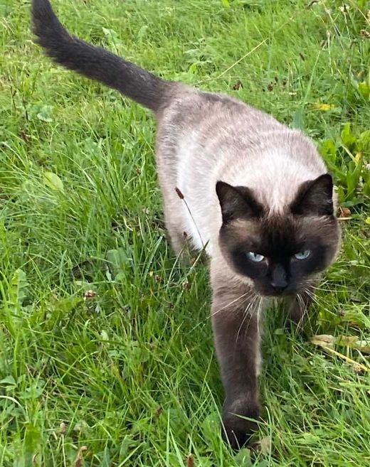 Siam-Mix, Seal Point
