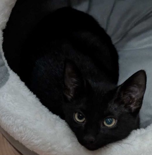 Hauskatze, schwarz