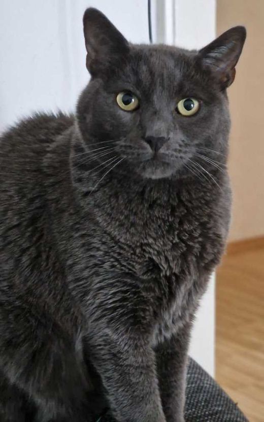 Hauskatze, grau