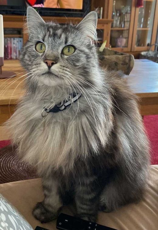 Maine Coon, grau