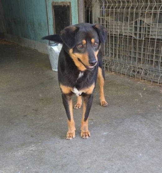 Mischlingshund, negru cu maro