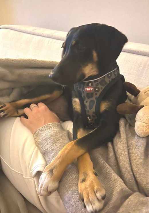 Mischlingshund, schwarz