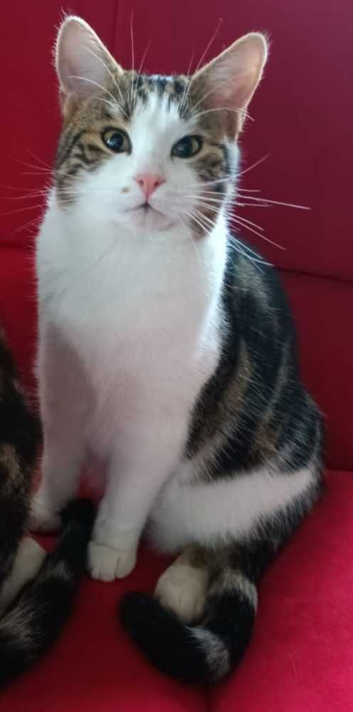 Hauskatze, braun / weiß / schwarz