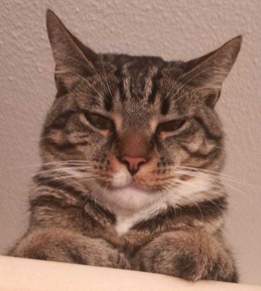 Hauskatze, grau getigert mit weiß