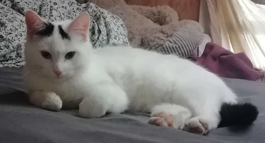 Norwegische Waldkatze-Mix, weiß, schwarze Abzeichen