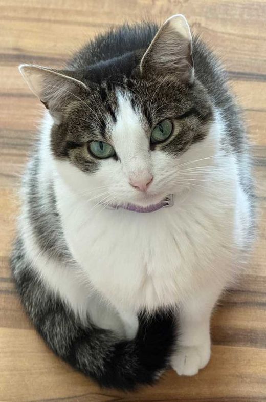 Hauskatze, weiß mit grau getigert