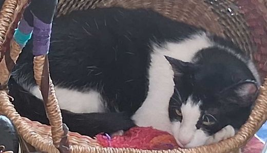 Europäisch Kurzhaar, weiß mit schwarz