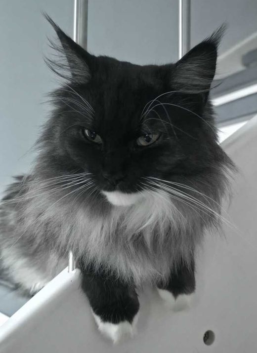 Maine Coon, grau-weiß